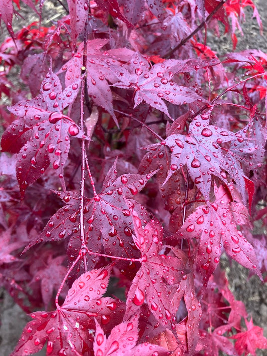 Acer palmatum 'Red Baron'