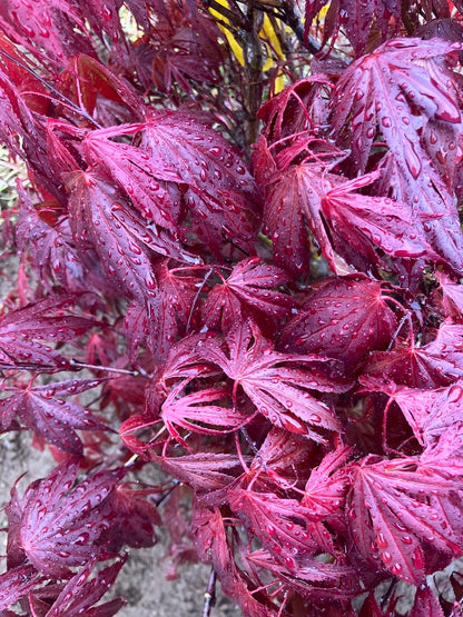 Acer palmatum 'Oregon Sunset'