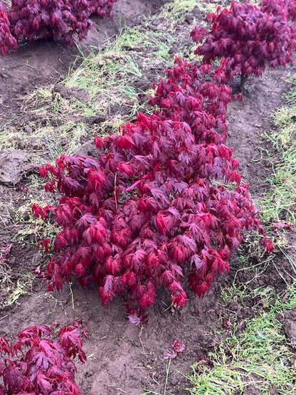 Acer palmatum 'Oregon Sunset'