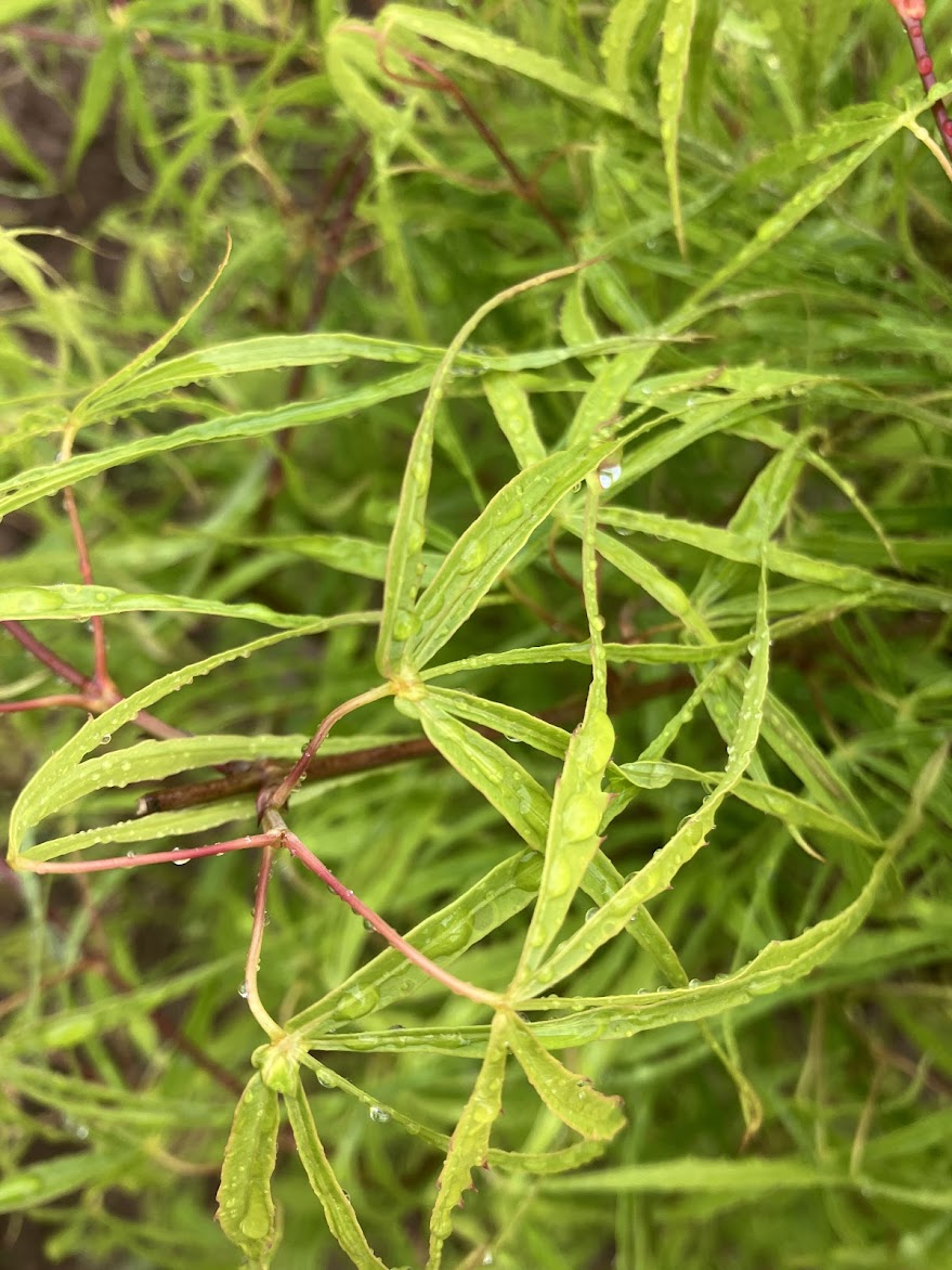 Acer palmatum 'Kinshi'