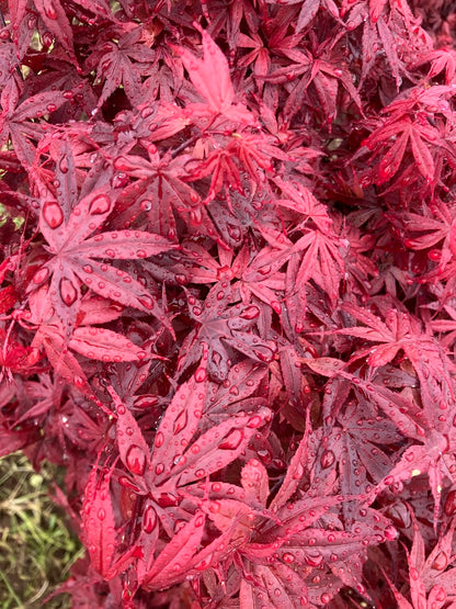 Acer palmatum 'Elizabeth'