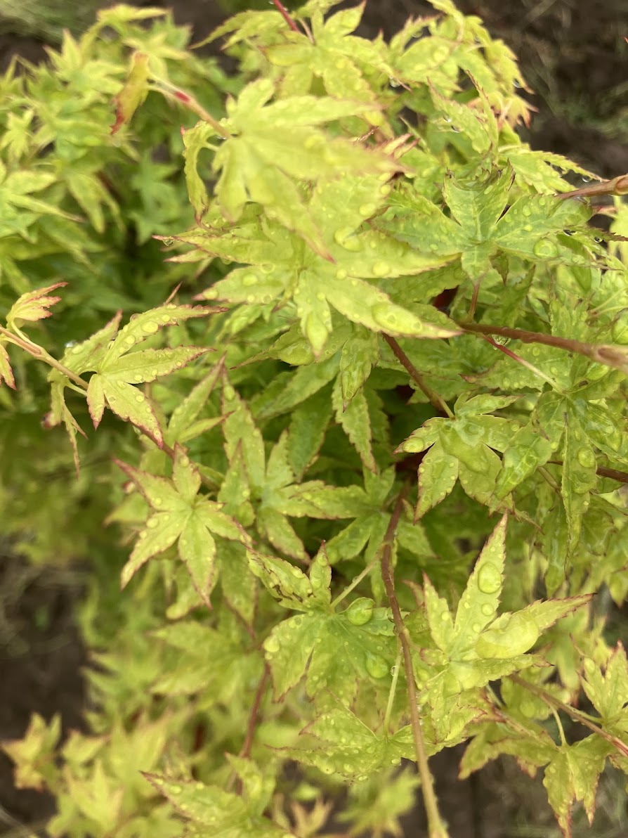 Acer palmatum 'Winter Flame'