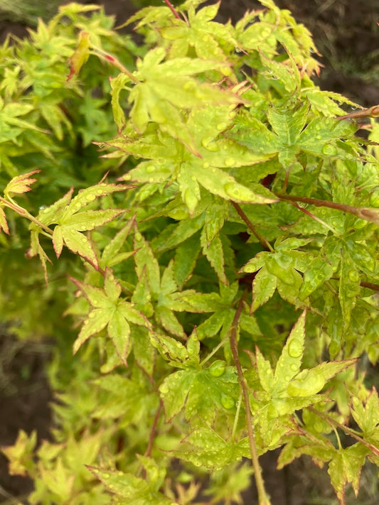 Acer palmatum 'Winter Flame'