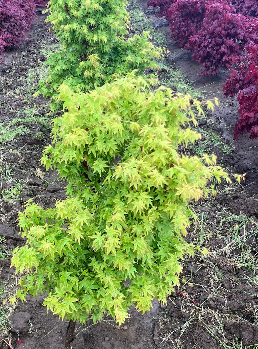 Acer palmatum 'Winter Flame'