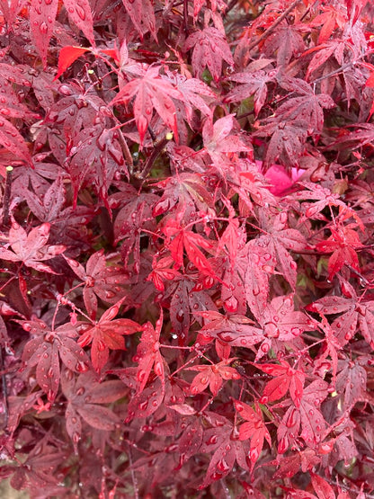 Acer palmatum 'Englishtown'