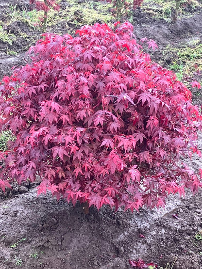 Acer palmatum 'Englishtown'