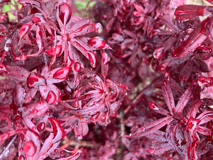 Acer palmatum 'Hime Shojo' Dwarf Red Japanese Maple