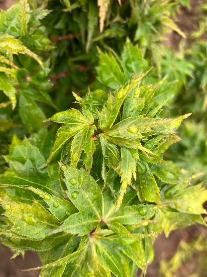 Acer palmatum 'Hupp's Dwarf'