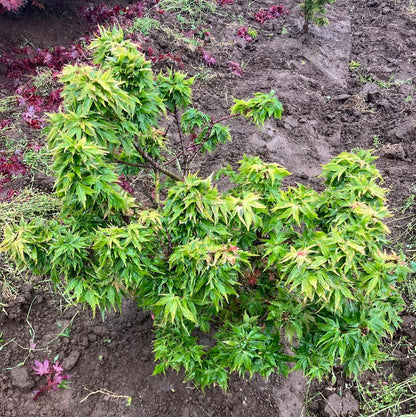 Acer palmatum 'Hupp's Dwarf'