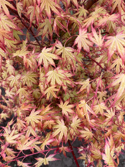 Acer palmatum 'Coral Magic'