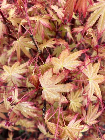Acer palmatum 'Coral Magic'