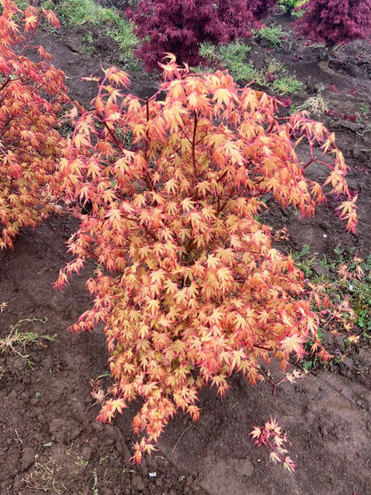 Acer palmatum 'Coral Magic'