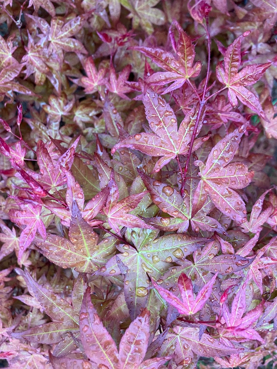 Acer palmatum 'Corallinum'