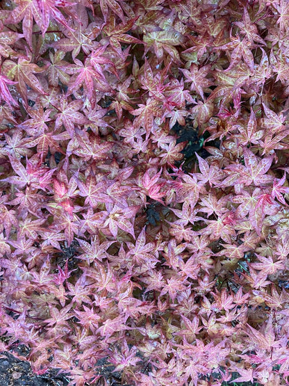 Acer palmatum 'Corallinum'