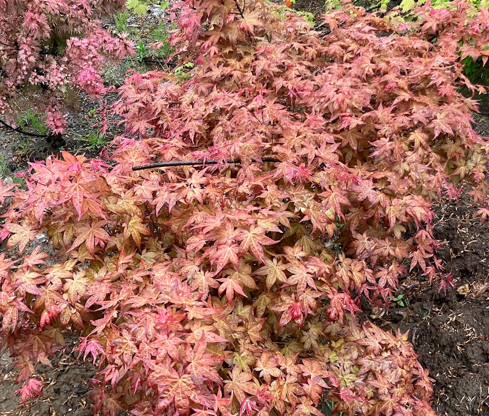Acer palmatum 'Corallinum'