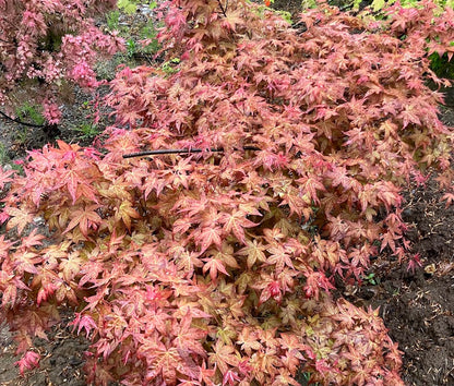 Acer palmatum 'Corallinum'