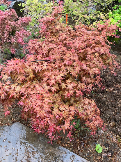 Acer palmatum 'Corallinum'