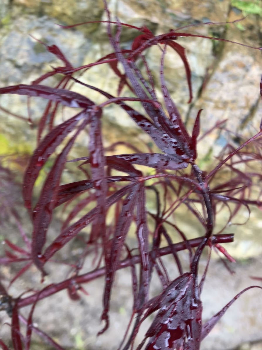 Acer palmatum 'Atrolineare'