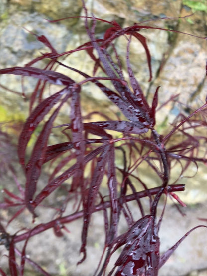 Acer palmatum 'Atrolineare'