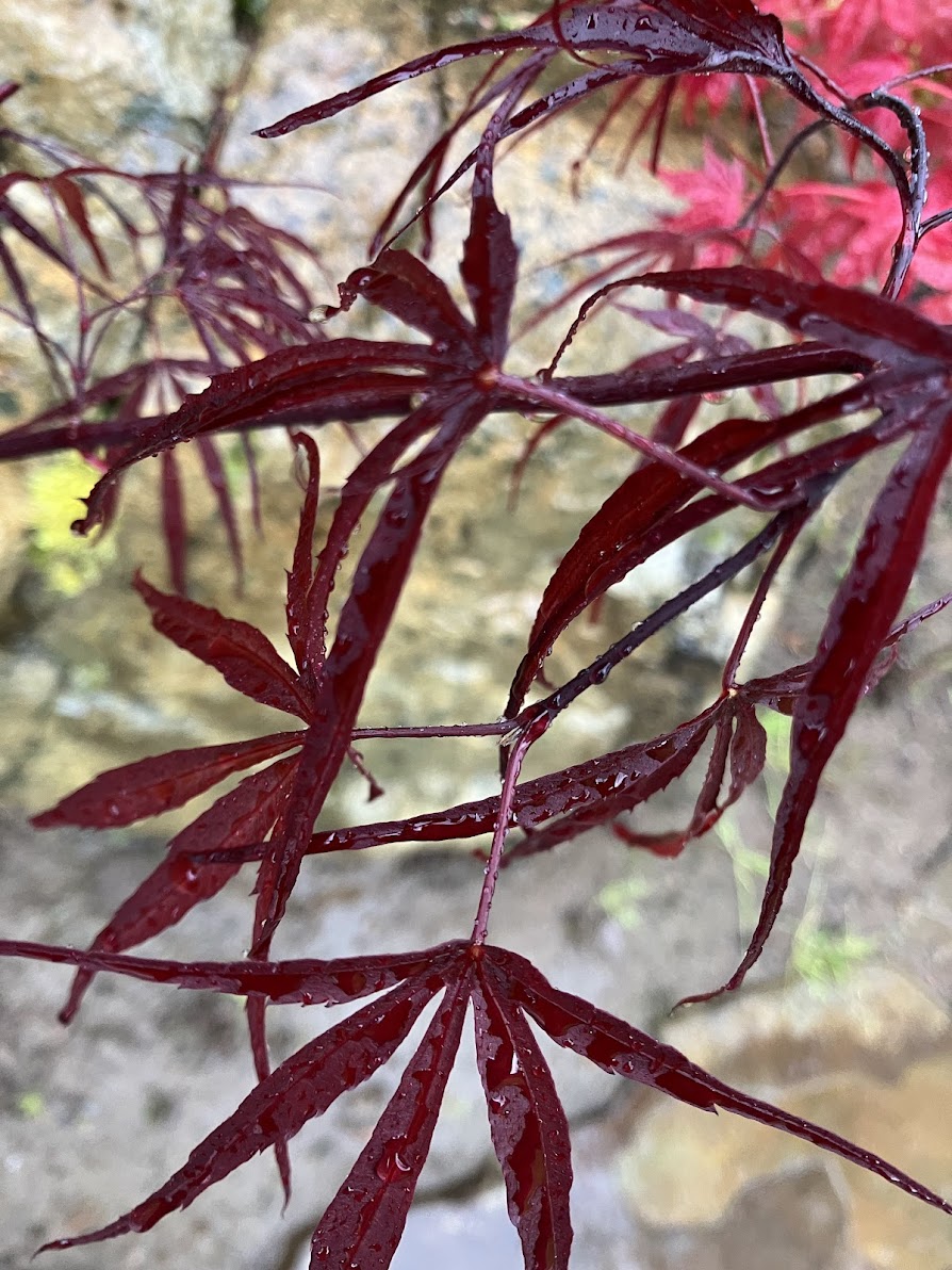 Acer palmatum 'Atrolineare'