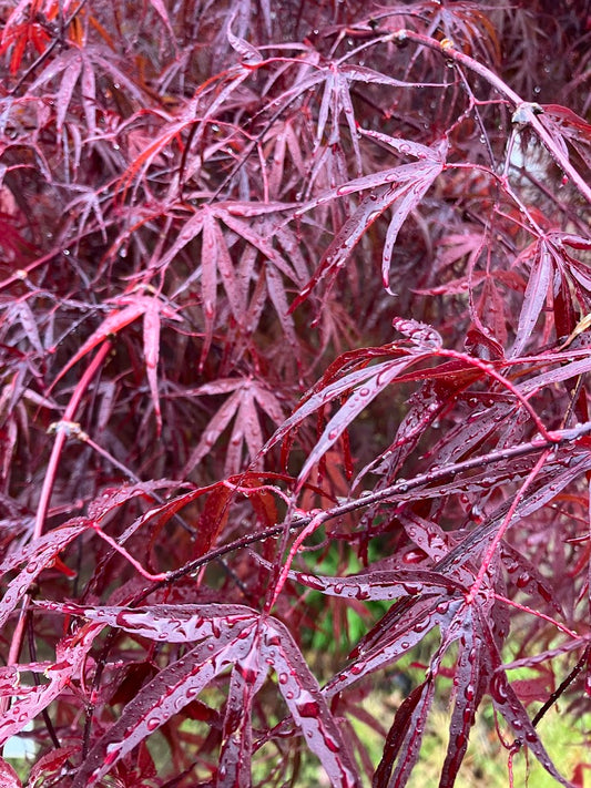 Acer palmatum 'Pun Kil'