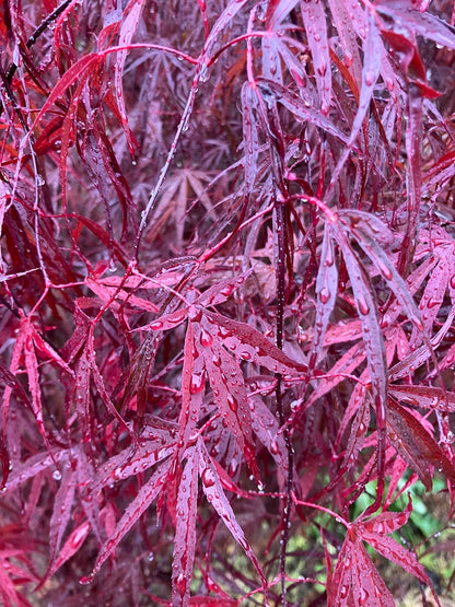 Acer palmatum 'Pun Kil'