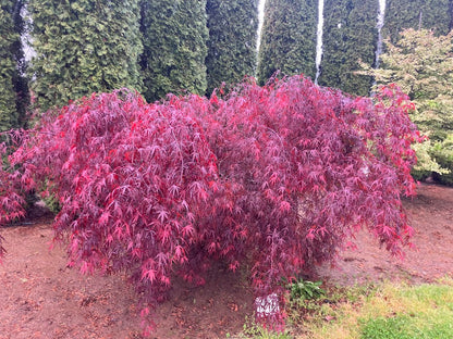 Acer palmatum 'Pun Kil'