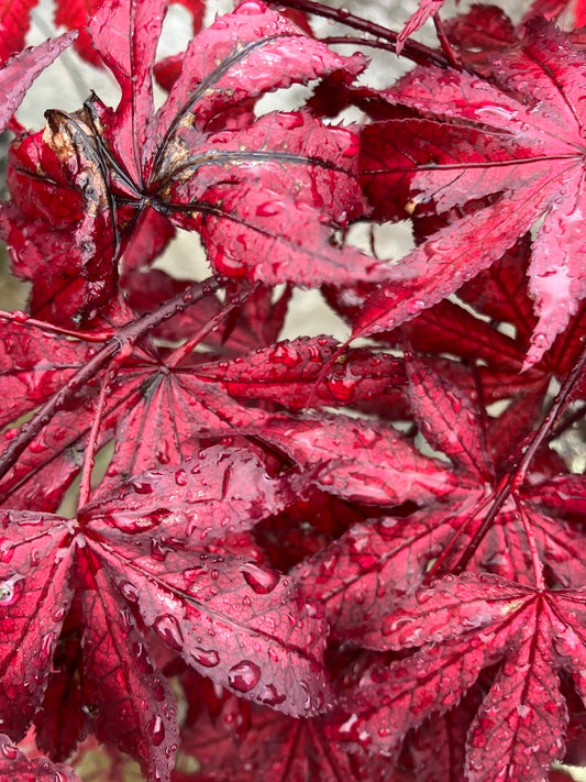 Acer palmatum 'Amagi Shigure'