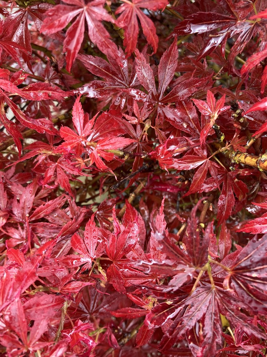 Acer palmatum 'Jerre Schwartz'