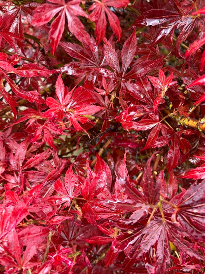 Acer palmatum 'Jerre Schwartz'