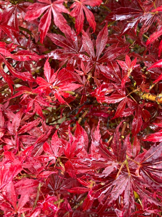 Acer palmatum 'Jerre Schwartz'