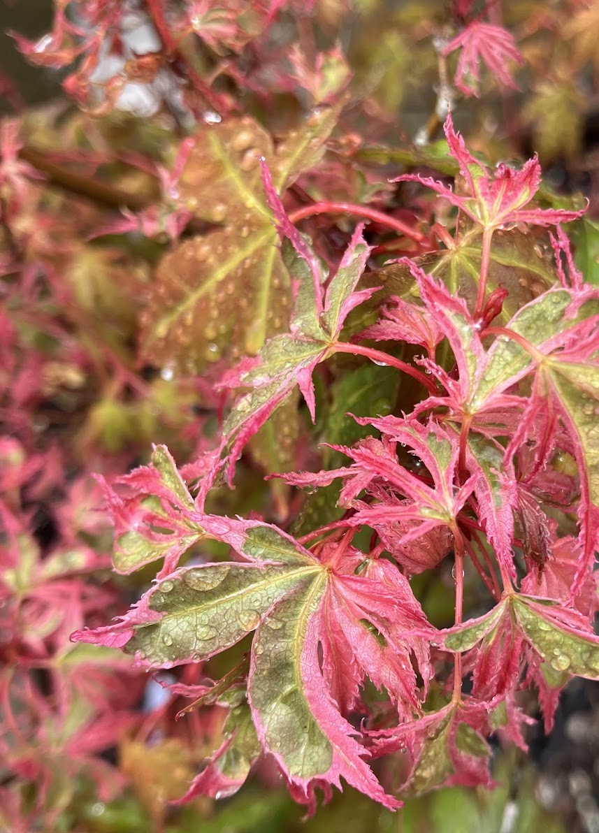 Acer palmatum 'Hana Fubuki'