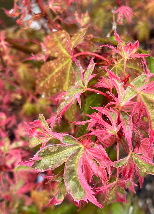 Acer palmatum 'Hana Fubuki'