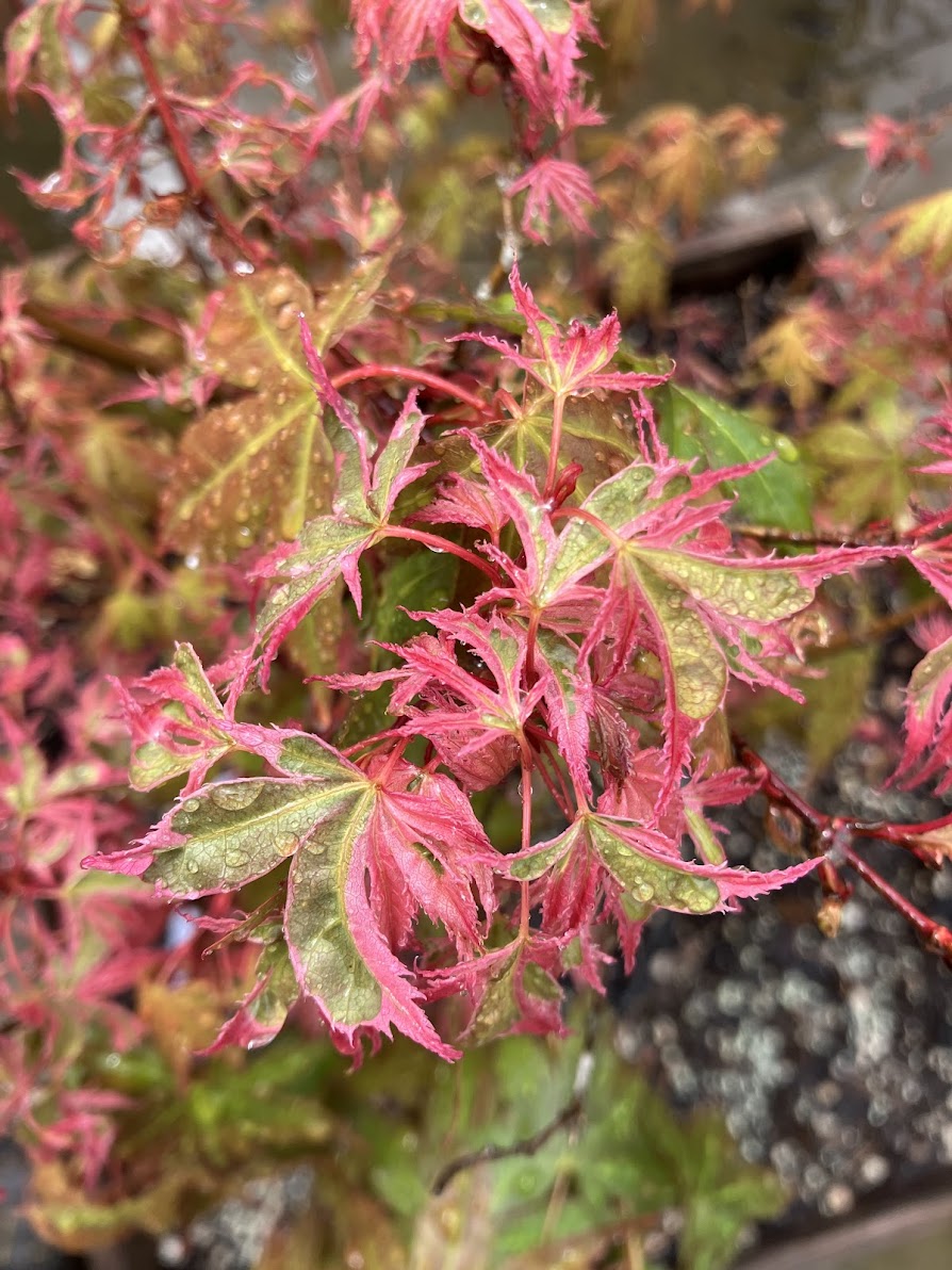 Acer palmatum 'Hana Fubuki'