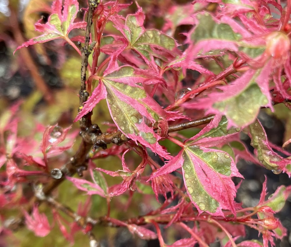 Acer palmatum 'Hana Fubuki'