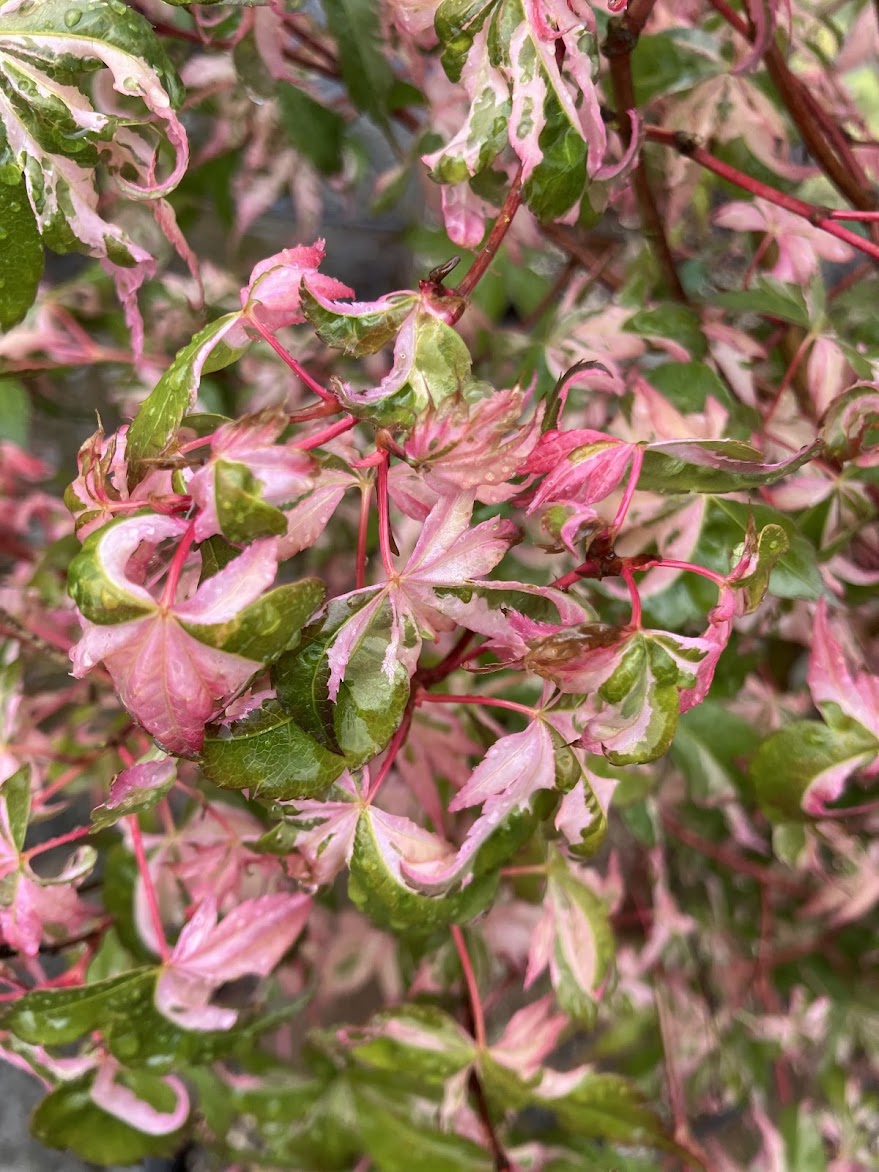 Acer palmatum 'Aizumi Nishiki'