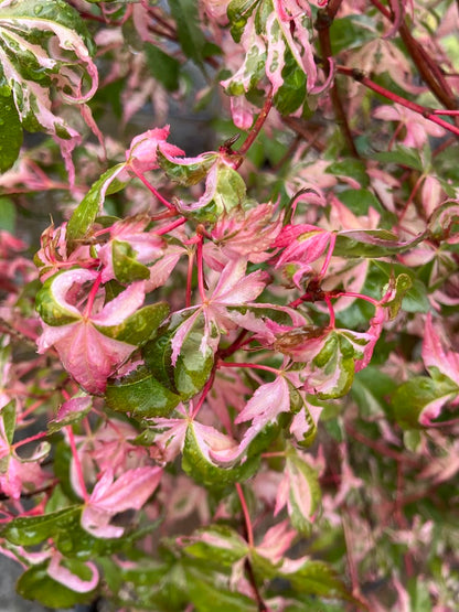 Acer palmatum 'Aizumi Nishiki'
