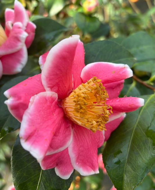 Camellia japonica 'Tama Beauty'