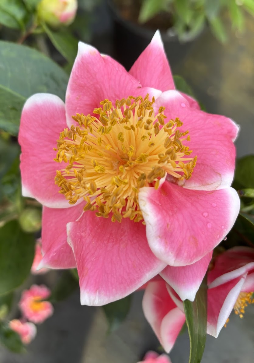 Camellia japonica 'Tama Beauty'