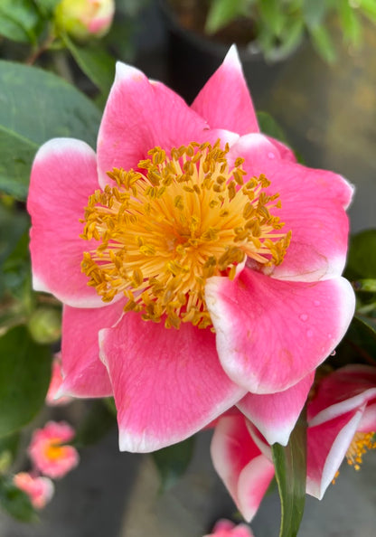 Camellia japonica 'Tama Beauty'