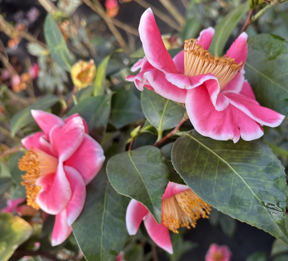 Camellia japonica 'Tama Beauty'