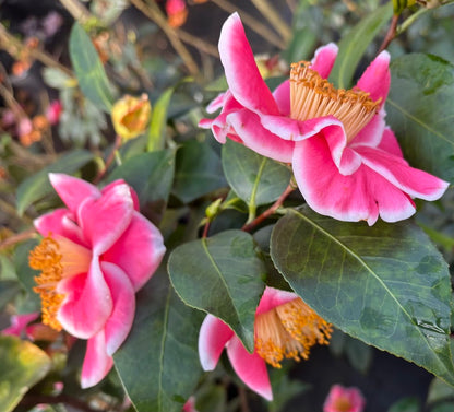 Camellia japonica 'Tama Beauty'