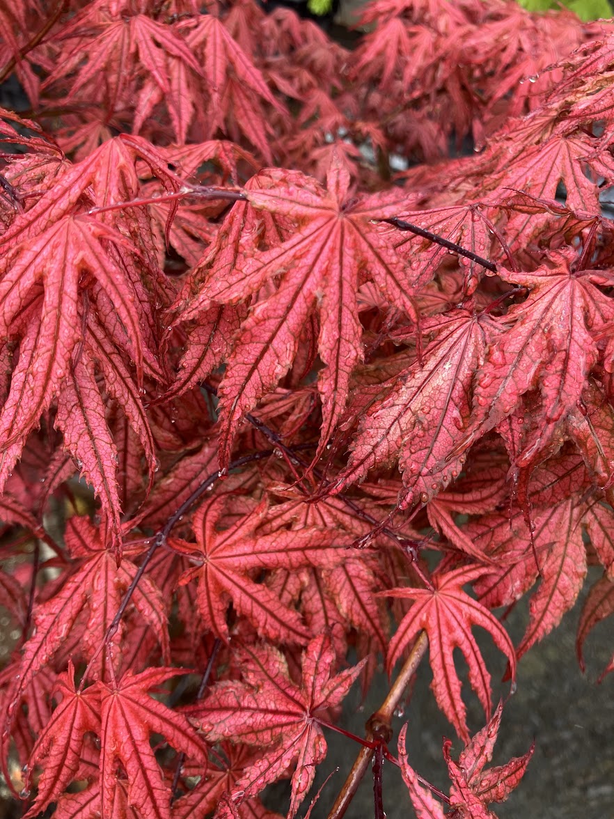 Acer palmatum 'Olsen's Frosted Strawberry'