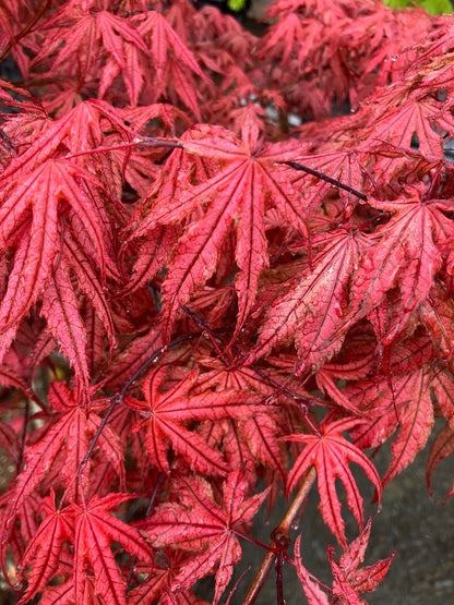 Acer palmatum 'Olsen's Frosted Strawberry'