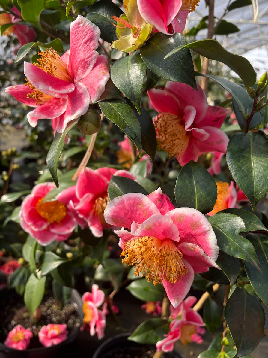 Camellia japonica 'Tama Beauty'