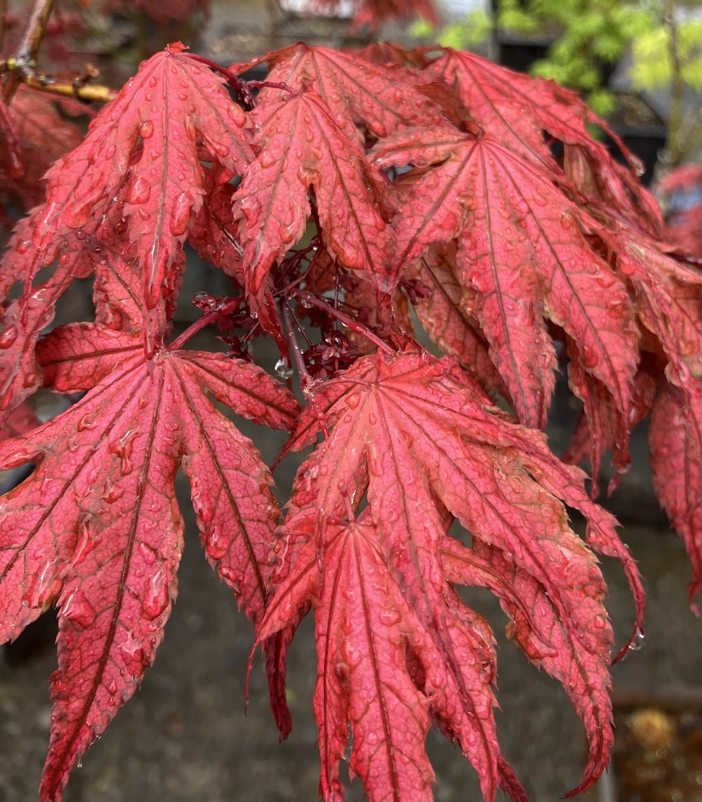 Acer palmatum 'Olsen's Frosted Strawberry'