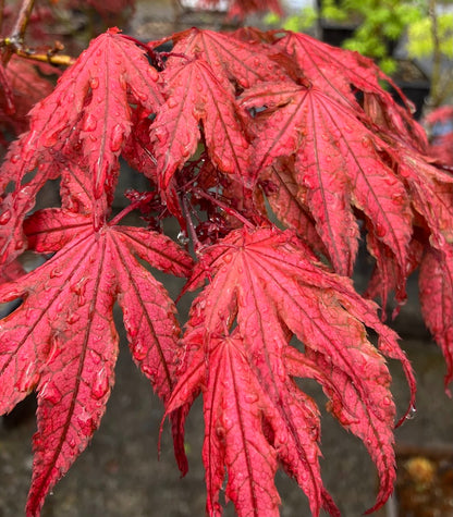 Acer palmatum 'Olsen's Frosted Strawberry'