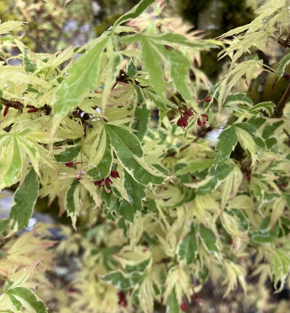 Acer palmatum 'Butterfly'
