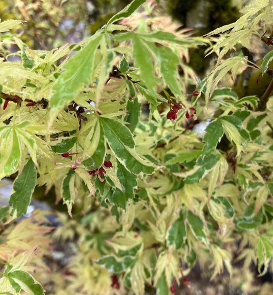 Acer palmatum 'Butterfly'