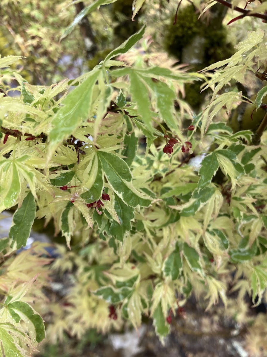 Acer palmatum 'Butterfly'